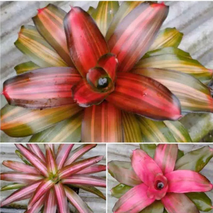 tanaman hias bromelia - paket 3 bromelia
