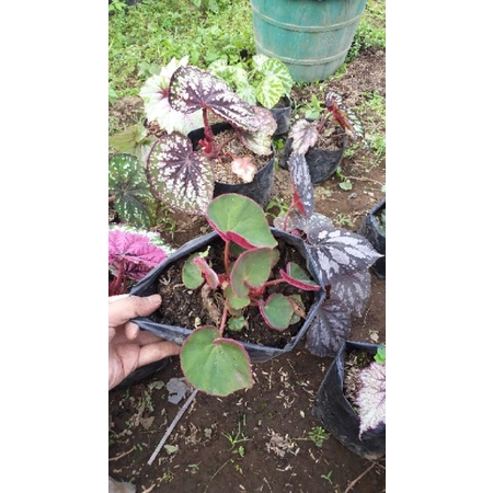 begonia karpet, begonia mangkok , begonia murah, begonia rimbun, begonia catik, begonia unik, begoni