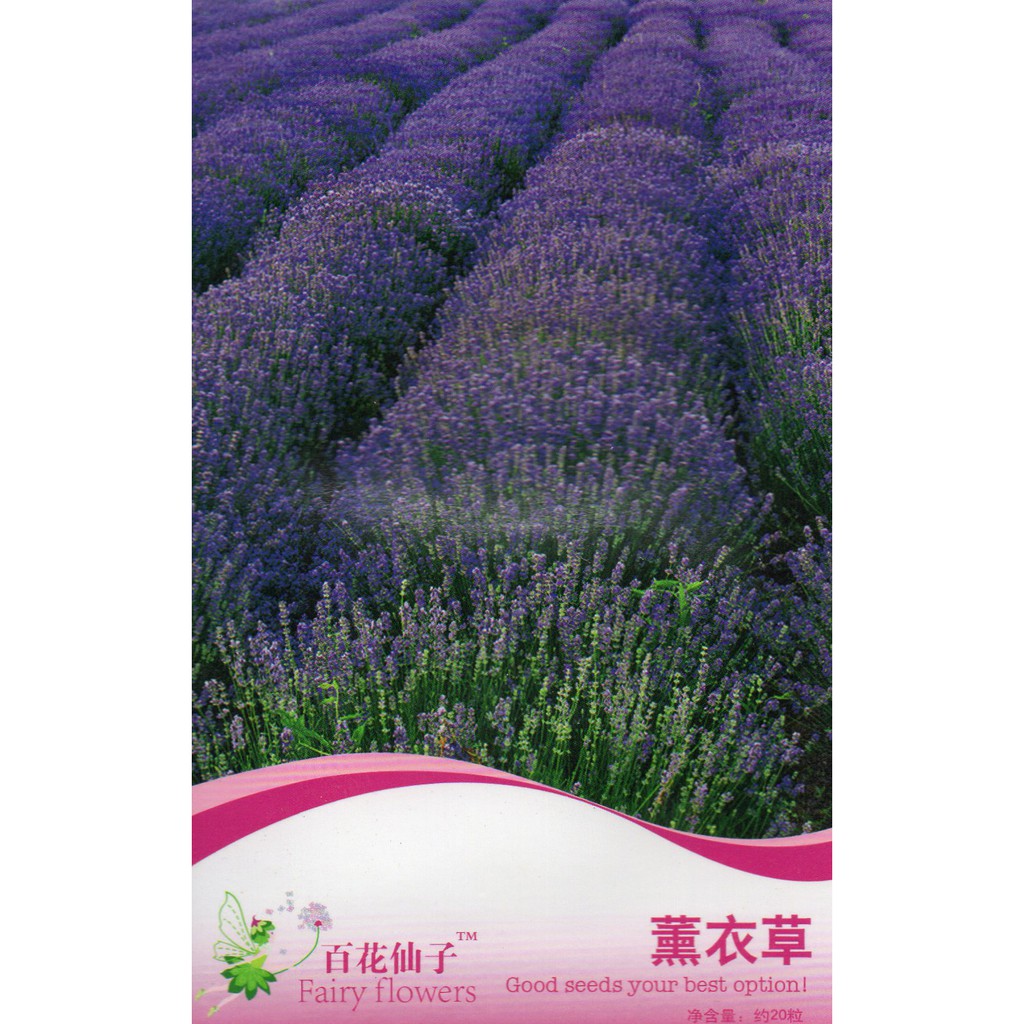 20 biji Benih Bunga Lavender B0216