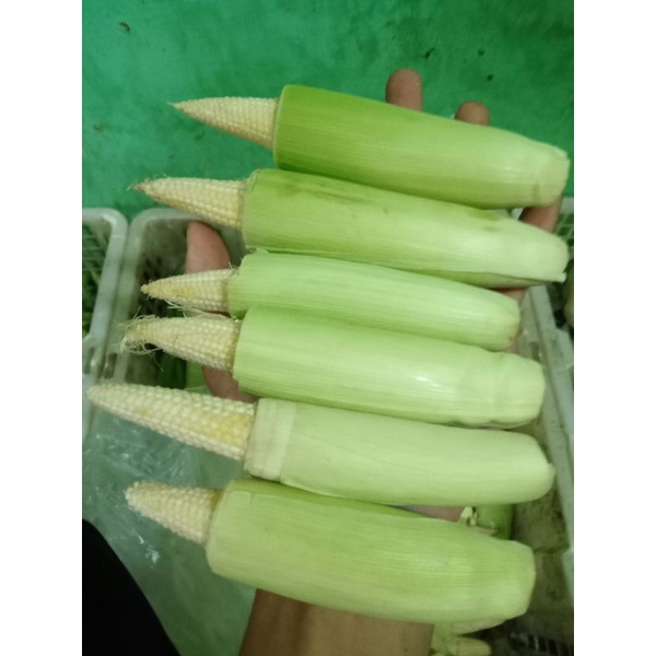 

Jagung Putren / Jagung Muda 500 gram