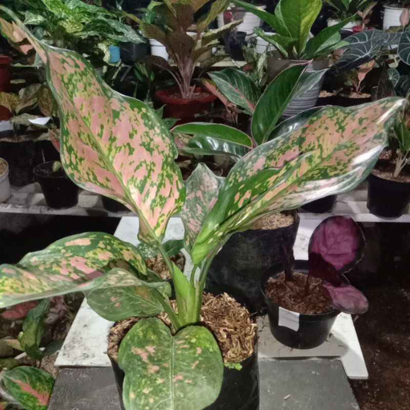 aglonema ruby orange