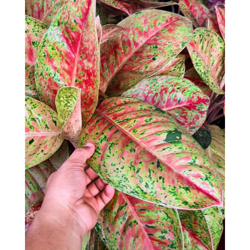 {BISA COD} tanaman aglonema bigroy tanaman hias aglonema bigroy