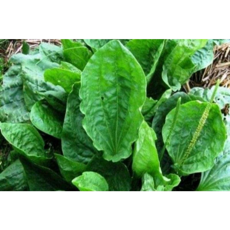 

daun sendok ki urat pres 500GRAM