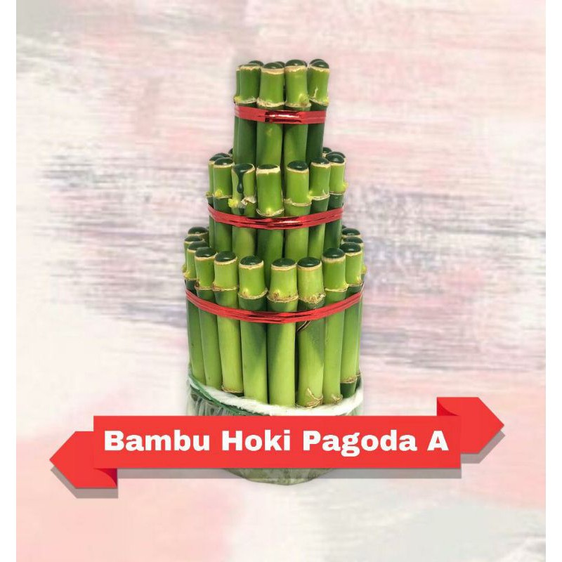 Bambu Hoki Murah