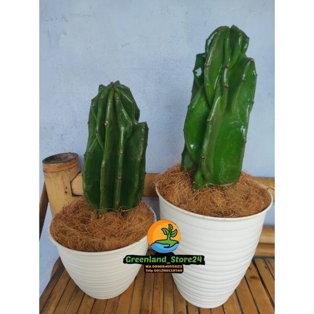 Kaktus pagoda - kaktus lilin - kaktus batu - tanaman hias kaktus - dekorasi tanaman - kaktus -