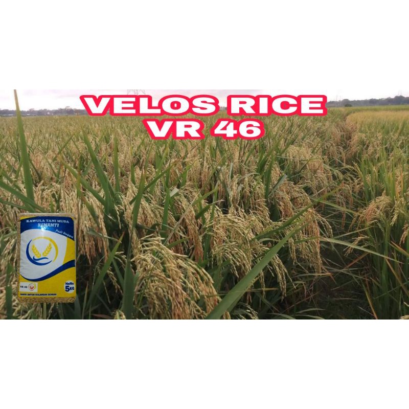 Promo BIBIT PADI VR 46 VELOS RICE ORIGINAL kemasan 5 kg