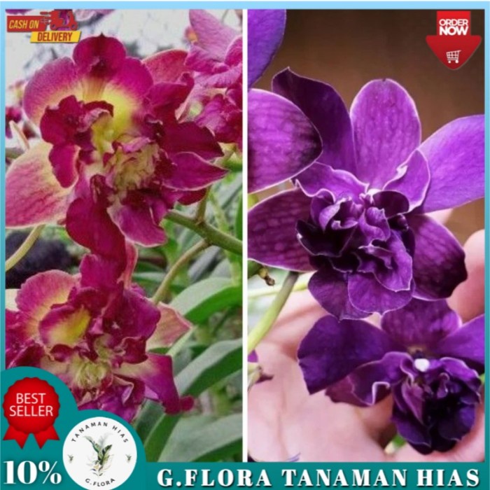 promo Paket 2 Anggrek Dendrobium Mawar Red dan Blue Dewasa GFLORA