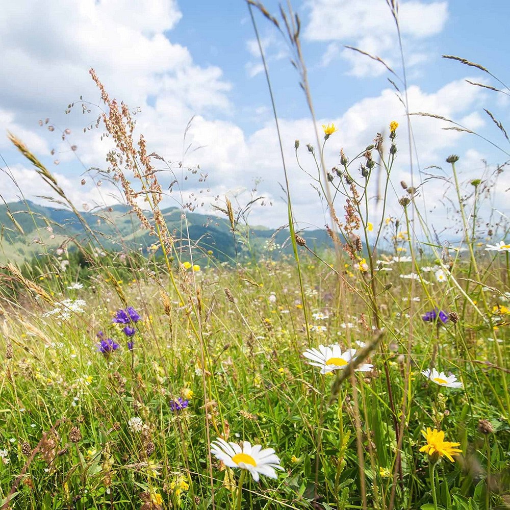 PlantaSeed - 200 Seeds - 18 Jenis Rocky Mountain Wildflower - PAS0230