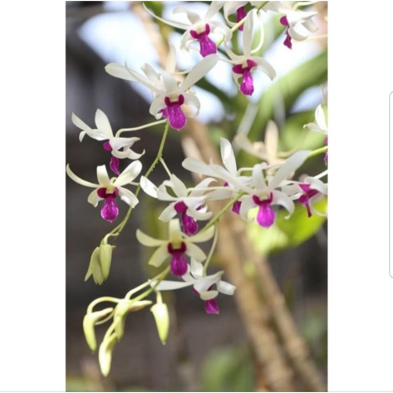 anggrek dendrobium mesangnil dewasa - anggrek dendrobium wangi