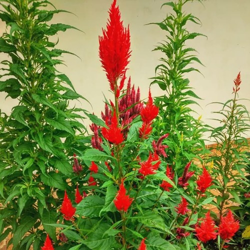 Benih Bibit Bunga Celosia Pagoda Merah