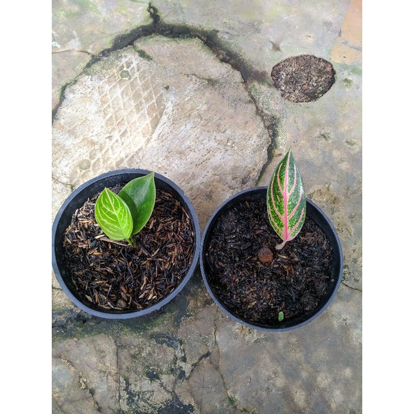 paket Beby aglonema,,POS,KRESNA BLACK