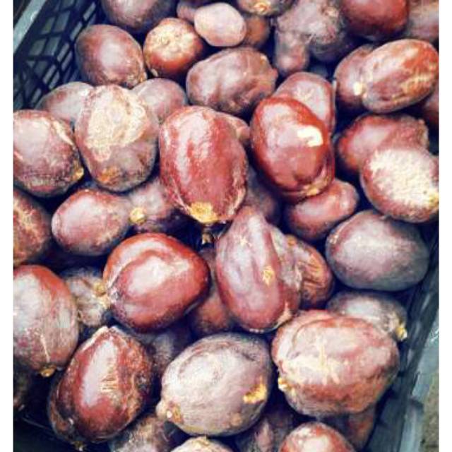 250gr (3-5pcs) Buah Zuriat Madinah ASLI Zuriyat/Doum