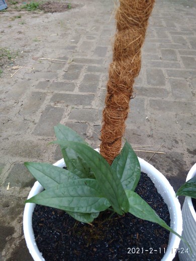 Bonggol Alocasia Watsoniana