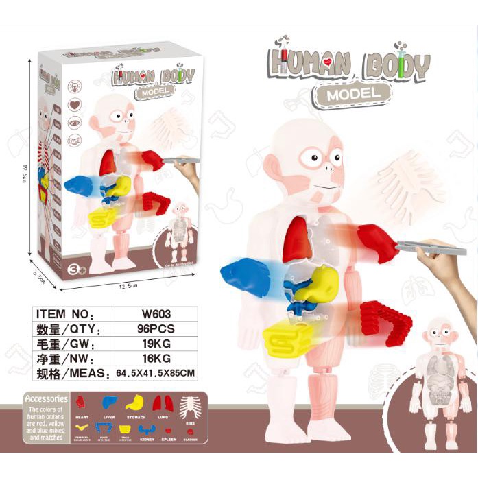 Human Body Model - Mainan Edukasi Sains Anak