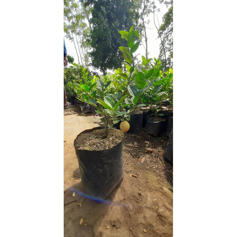 Lemon California Berbuah