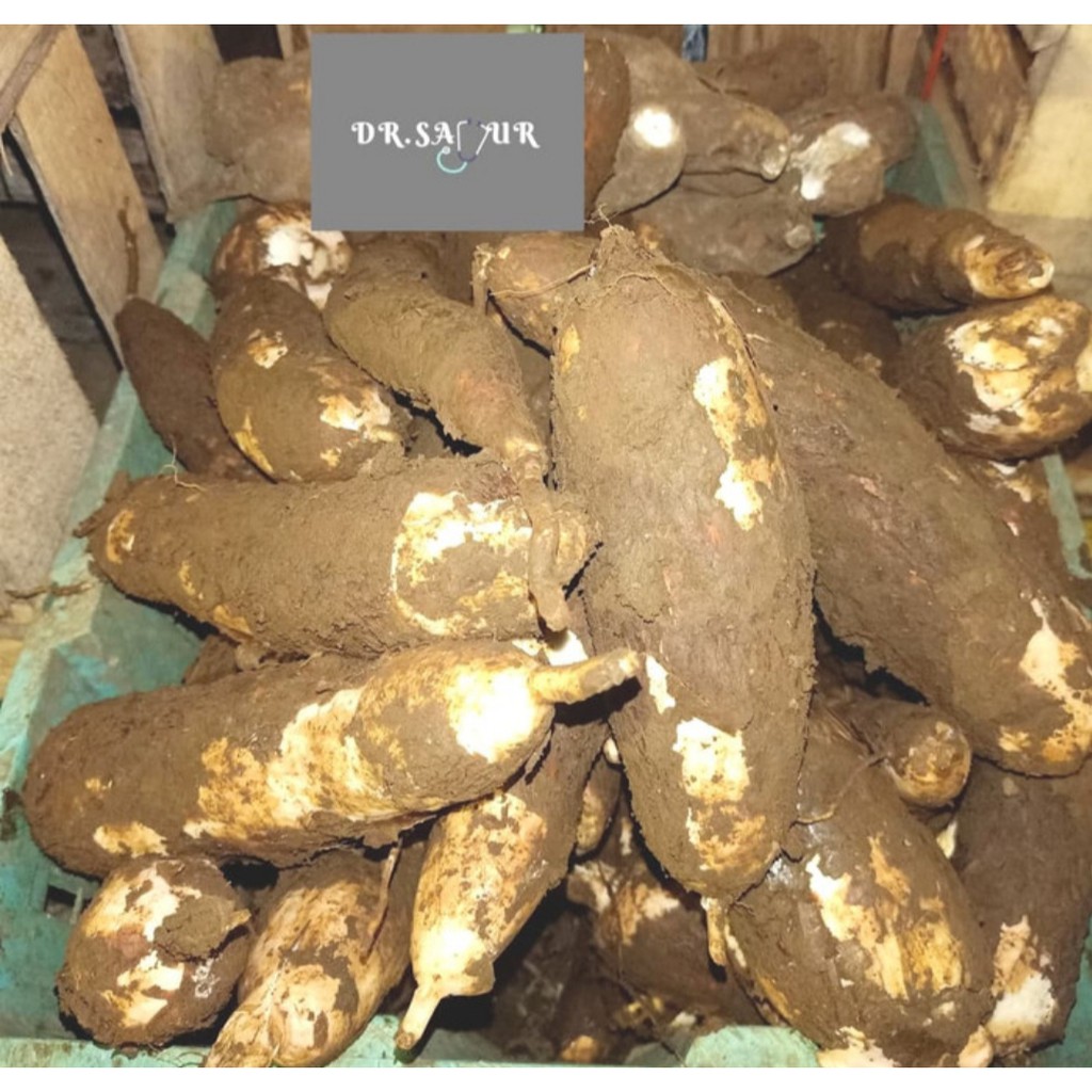 

Singkong mentah. Singkong segar. cassava