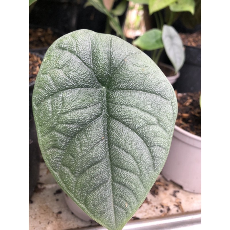 Alocasia Melo badak