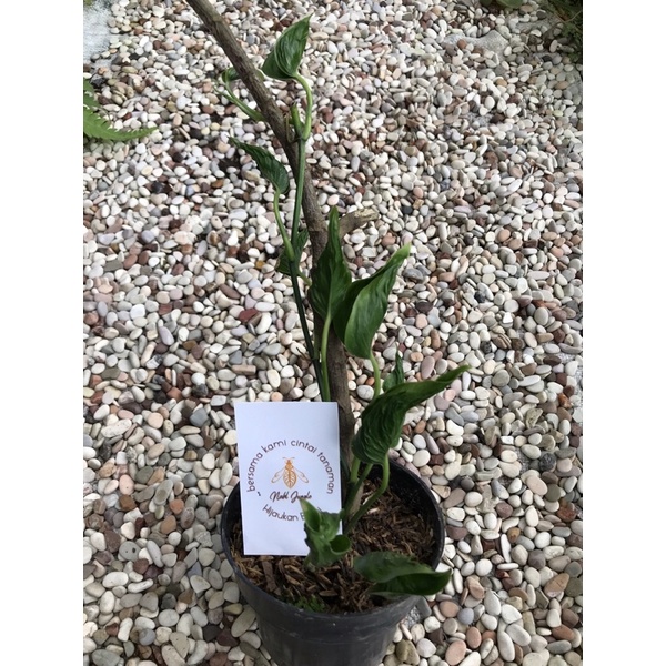 Epipremnum Shangrila