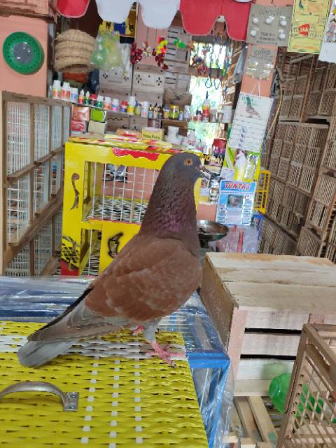 Burung Merpati Dara Bahan Kolongan Tinggian Giring Tritis Blorok