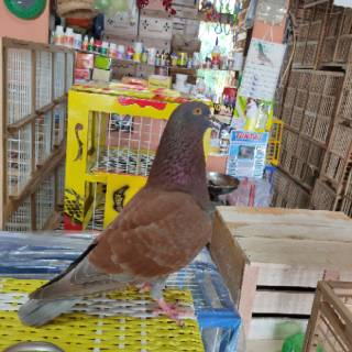Burung merpati dara bahan kolongan tinggian giring tritis blorok blantong kelabu