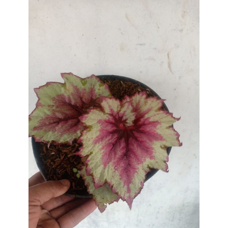 TANAMAN HIAS BEGONIA DAUN MERAH