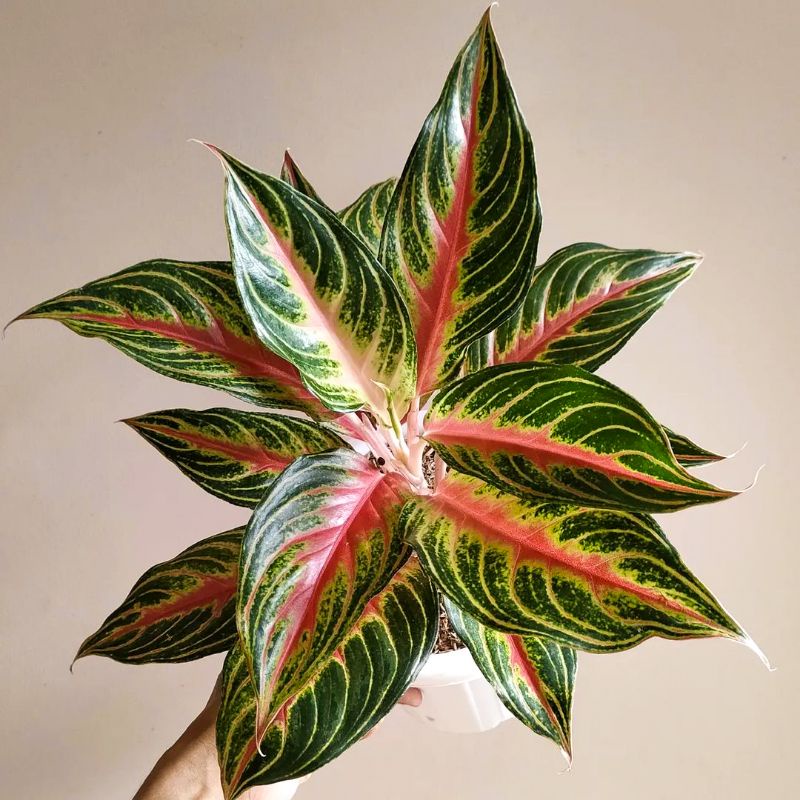 Aglonema Red Sunset size remaja besar Tanaman Hias Aglaonema Red Sunset tanaman aglo aglonema hias a