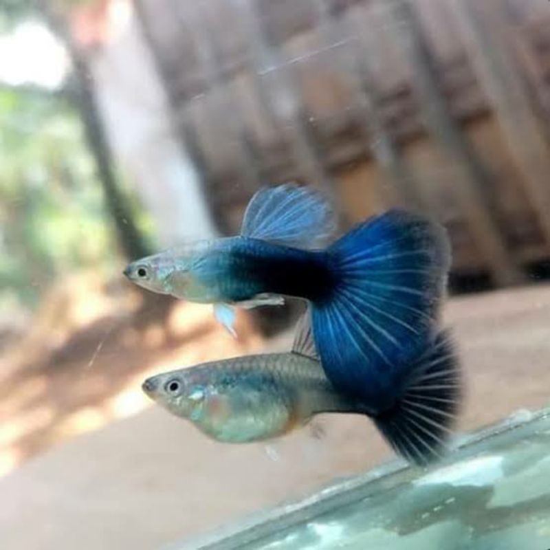 Ikan hias [Guppy hb_blue Taiwan]