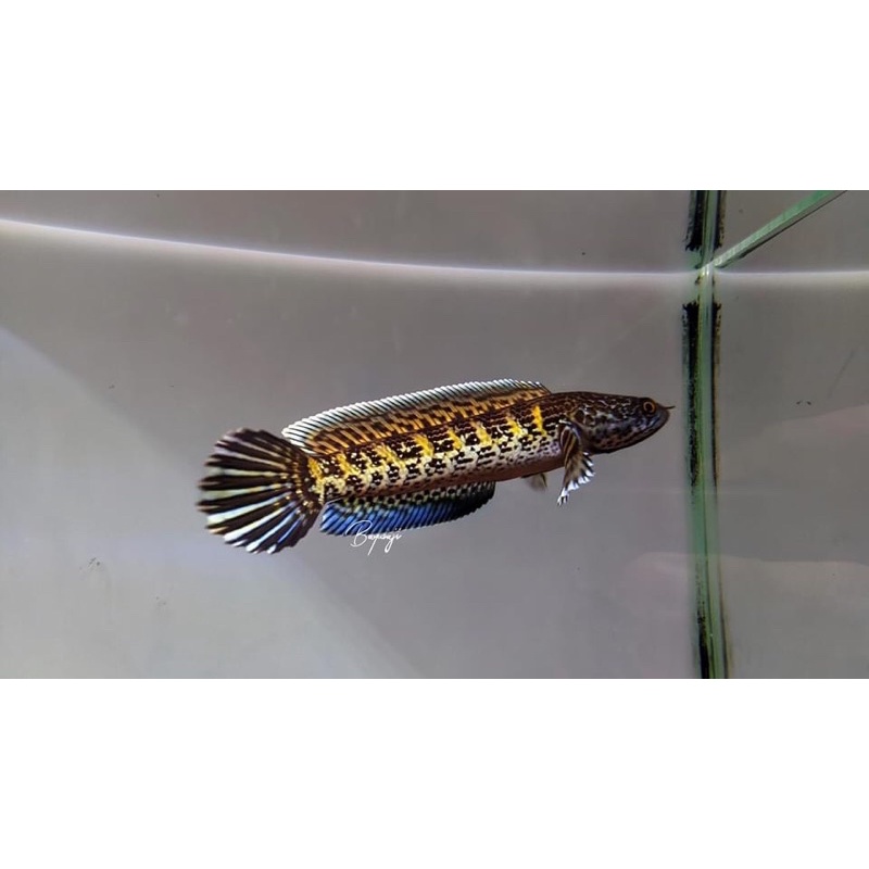 CHANNA AURANTI CB BABY