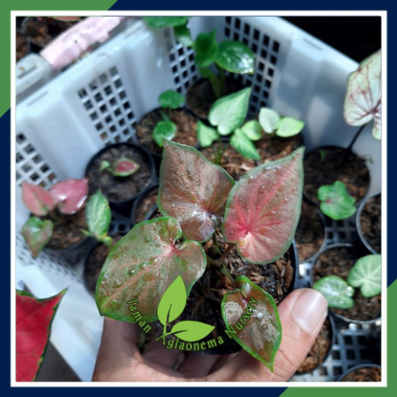 BISA COD TANAMAN HIAS CALADIUM KELADI JENIS CHUNGKWOC TANAMAN HIAS BUNGA HIAS INDOOR & OUTDOOR