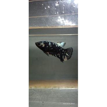 Nemo copper Avatar Cooper