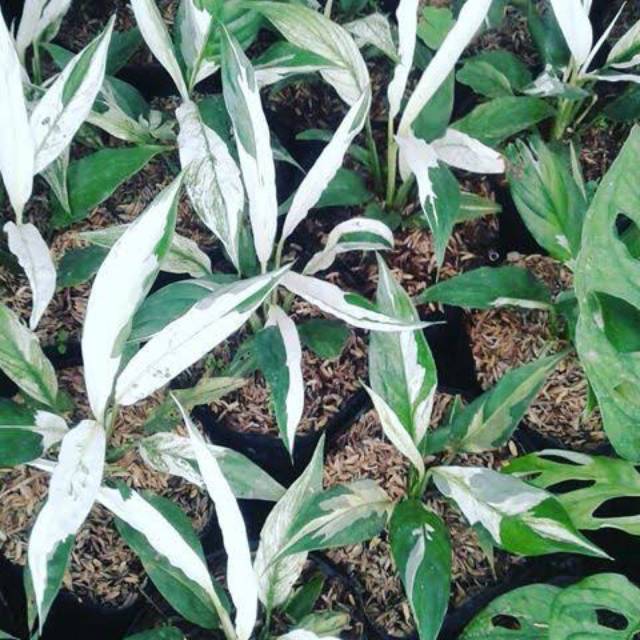 tanaman hias peace lily sepatu filum pilum variegata ...