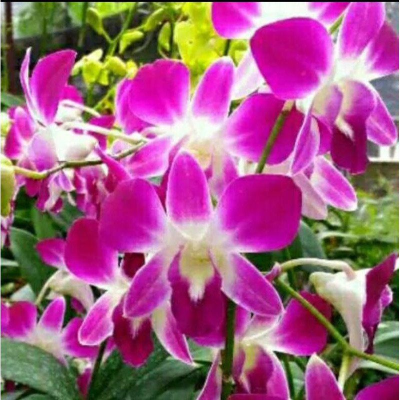 Anggrek Dendrobium Sonia Earsakul Dewasa