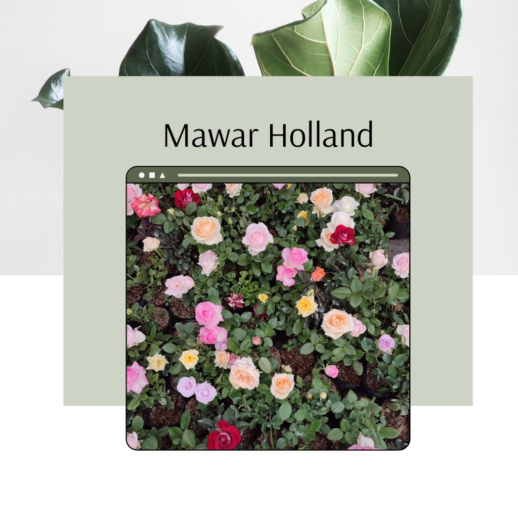Tanaman Hias Bunga Mawar Holland Mawar Holland Randon Dikirim Random Mawar Holland Cantik