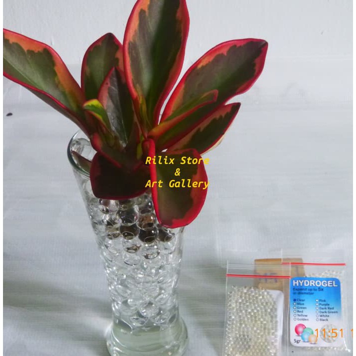 

Pupuk - Gunting Rumput - Tanah Media Tanam Hidrogel / Hydrogel Clear / Bening Transparan Promo