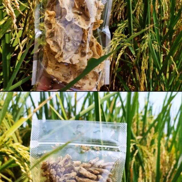 

Kripik cetol ikan/ tempe/tahu