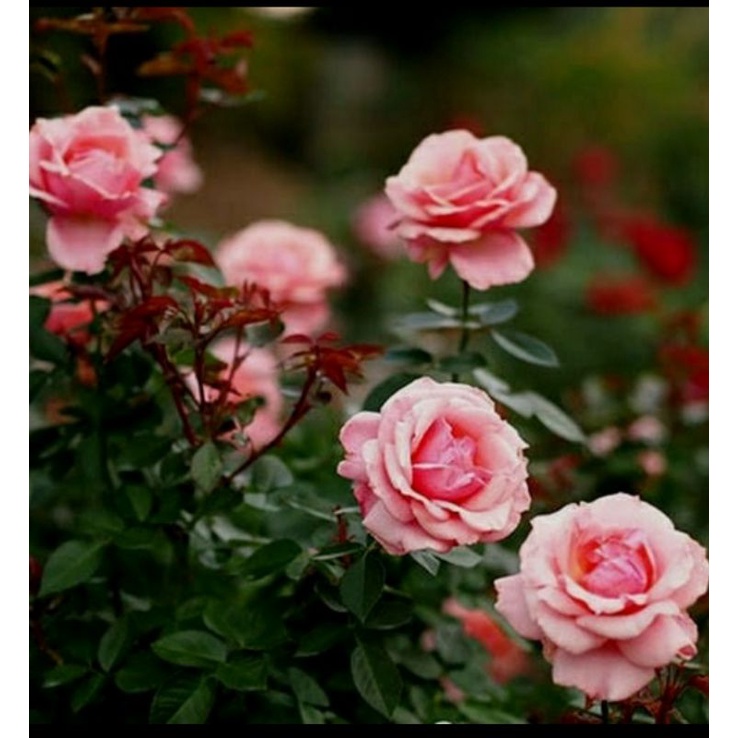 mawar import queen elizabeth