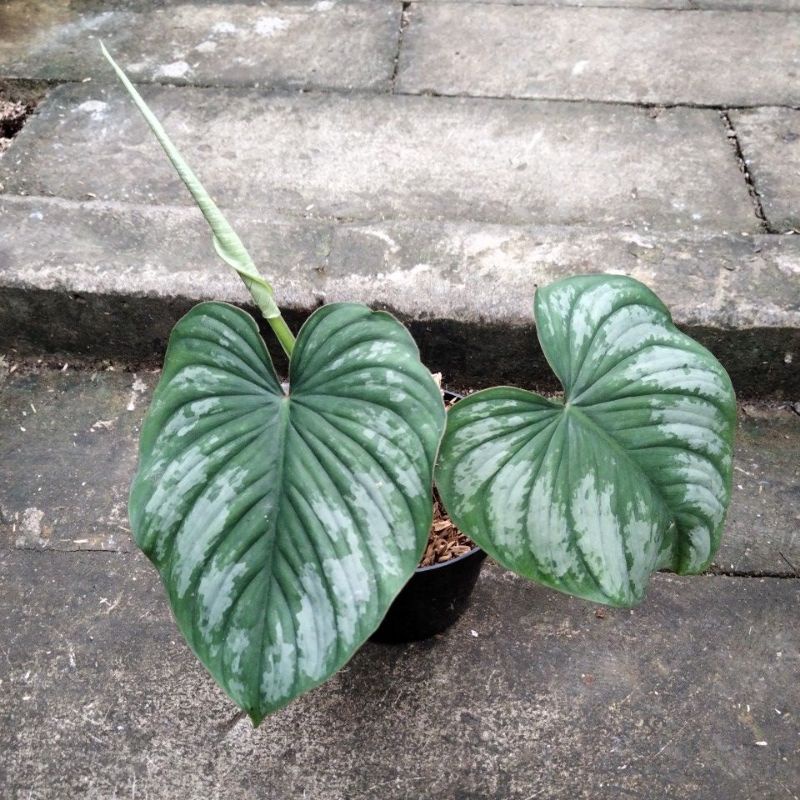 philodendron mamei