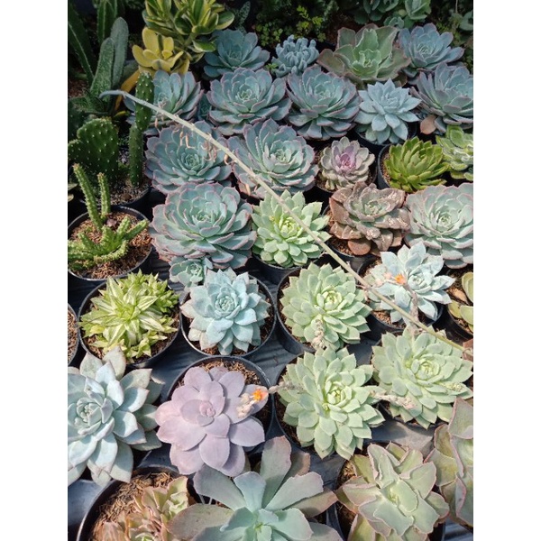 echeveria