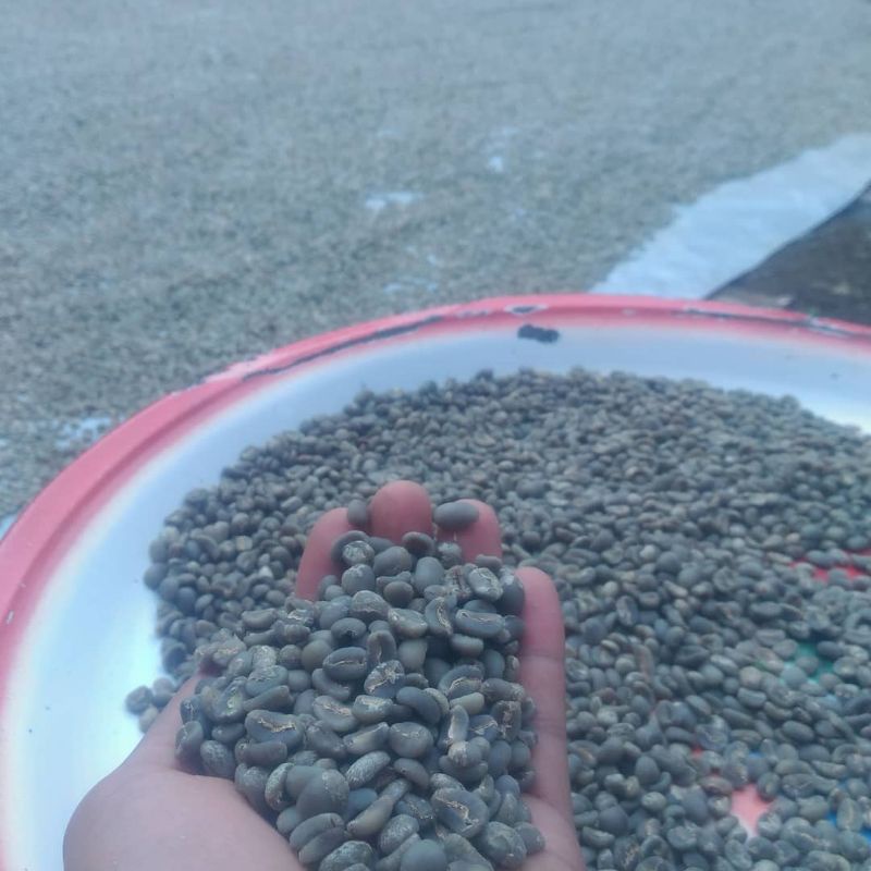 

kopi gayo semi wash