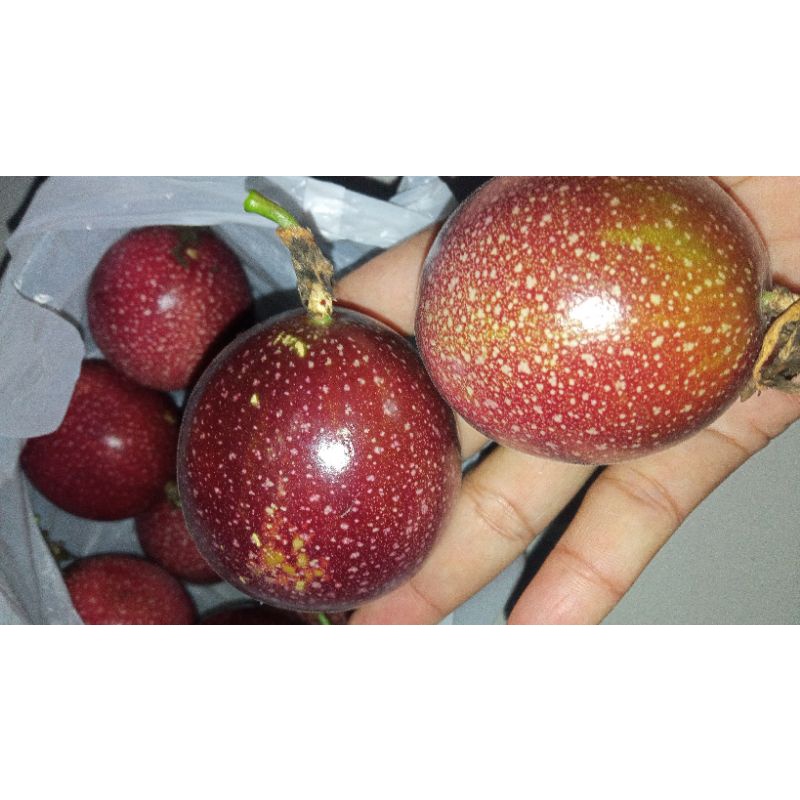 

markisa ungu impor. tolong tanyakan stock nya dulu ya kaka kalau markisa ungu nya habis akan kita kirim yg hijau stock yg ready....jadi chat dulu sebelum order