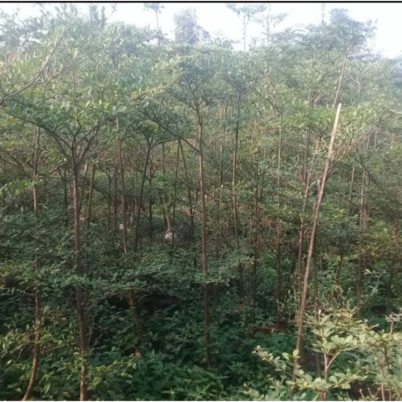 Ketapang kencana 1,5 meter