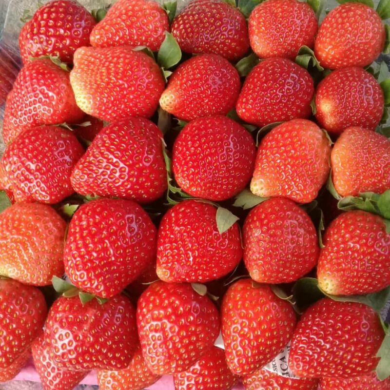 

Strawberry Fresh Ciwidey Grade Premium AB Kemasan 1 Kg