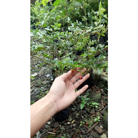 Bibit Jeruk Kingkit/ Bahan Bonsai Jeruk Kingkit