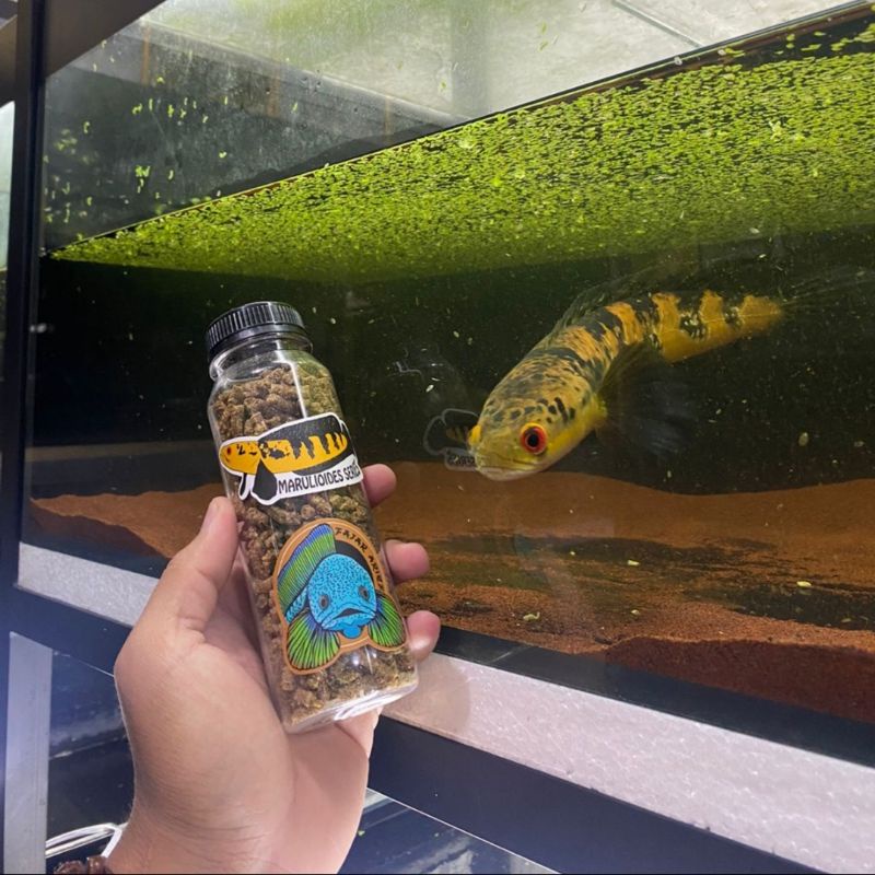 pelet jahat n virus pakan makanan chana repack 10 20 25 35 50 gram jaminan ori by fajar arief