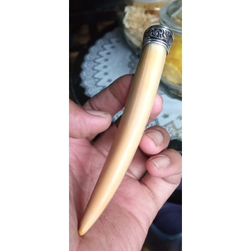 Pipa Taring Duyung Once Tarduy Betina Lawas Kristal Lengkung Semok Ajib