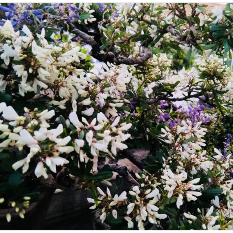 SAENG SIMBUR BUNGA PUTIH