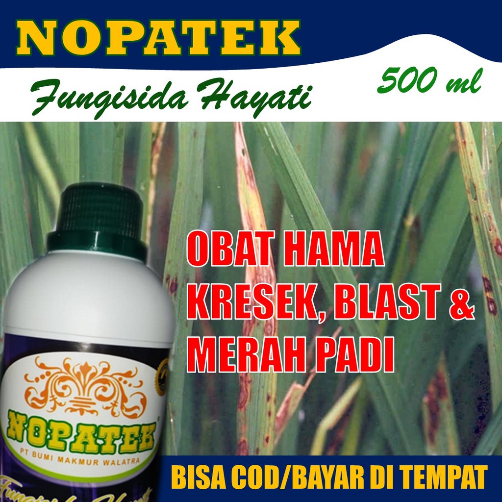 PUPUK ORGANIK Obat Hama Kresek, Blast dan Hawar Padi - Obat Hama Kresek, Blast dan Hawar Padi Ampuh