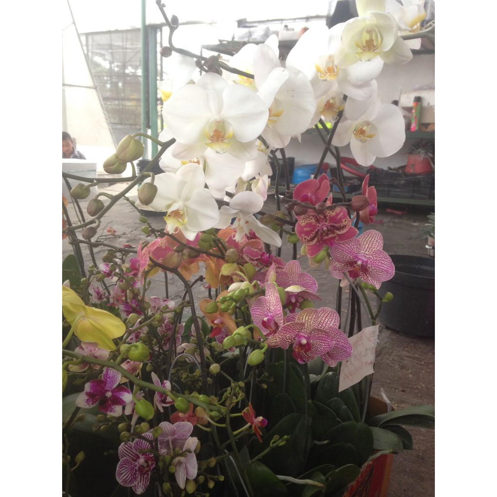 Bibit Bunga Anggrek Bulan Ungu Putih Shopee Indonesia