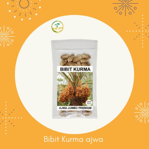 Bibit Biji Kurma Ajwa Per Biji / SIAP TANAM / bibit buah kurma nabi ajwa / benir kurma