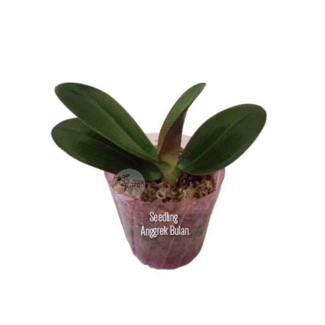 Seedling Anggrek Bulan Hybrid